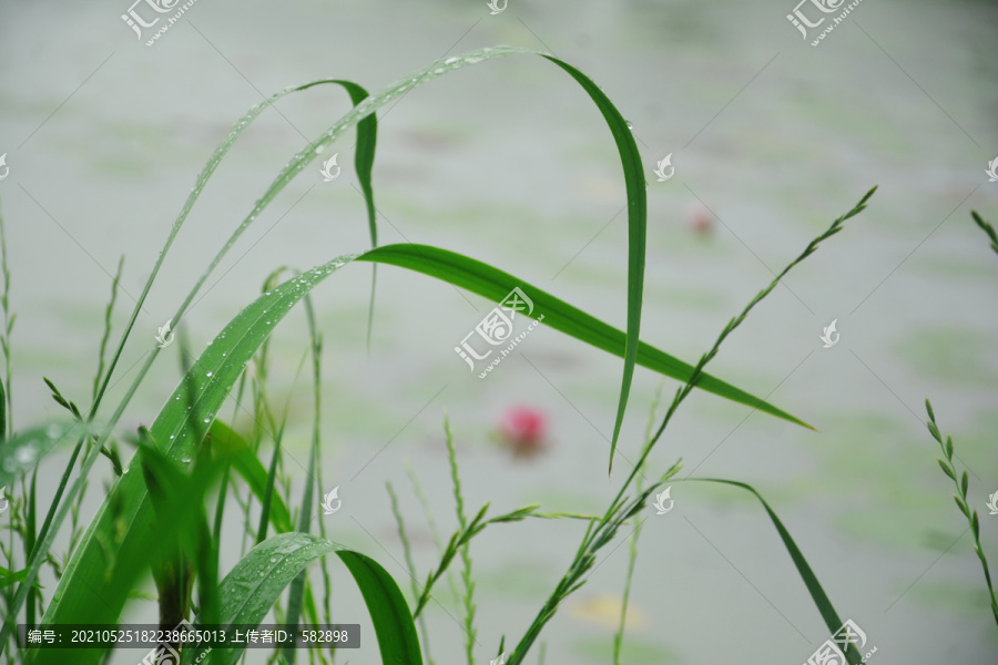 草叶与迅雷，数字时代的速度与生态探索