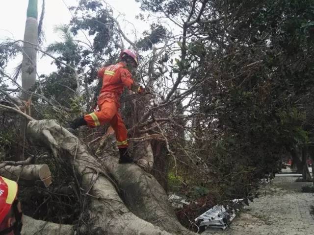 台风天鸽最新动态、影响及应对策略