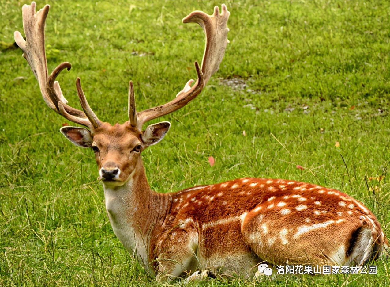 萌宠西游，宠物养成与西游世界的梦幻融合下载体验