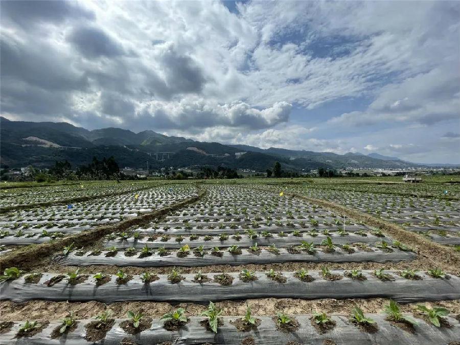 永胜县农业农村局最新动态报道