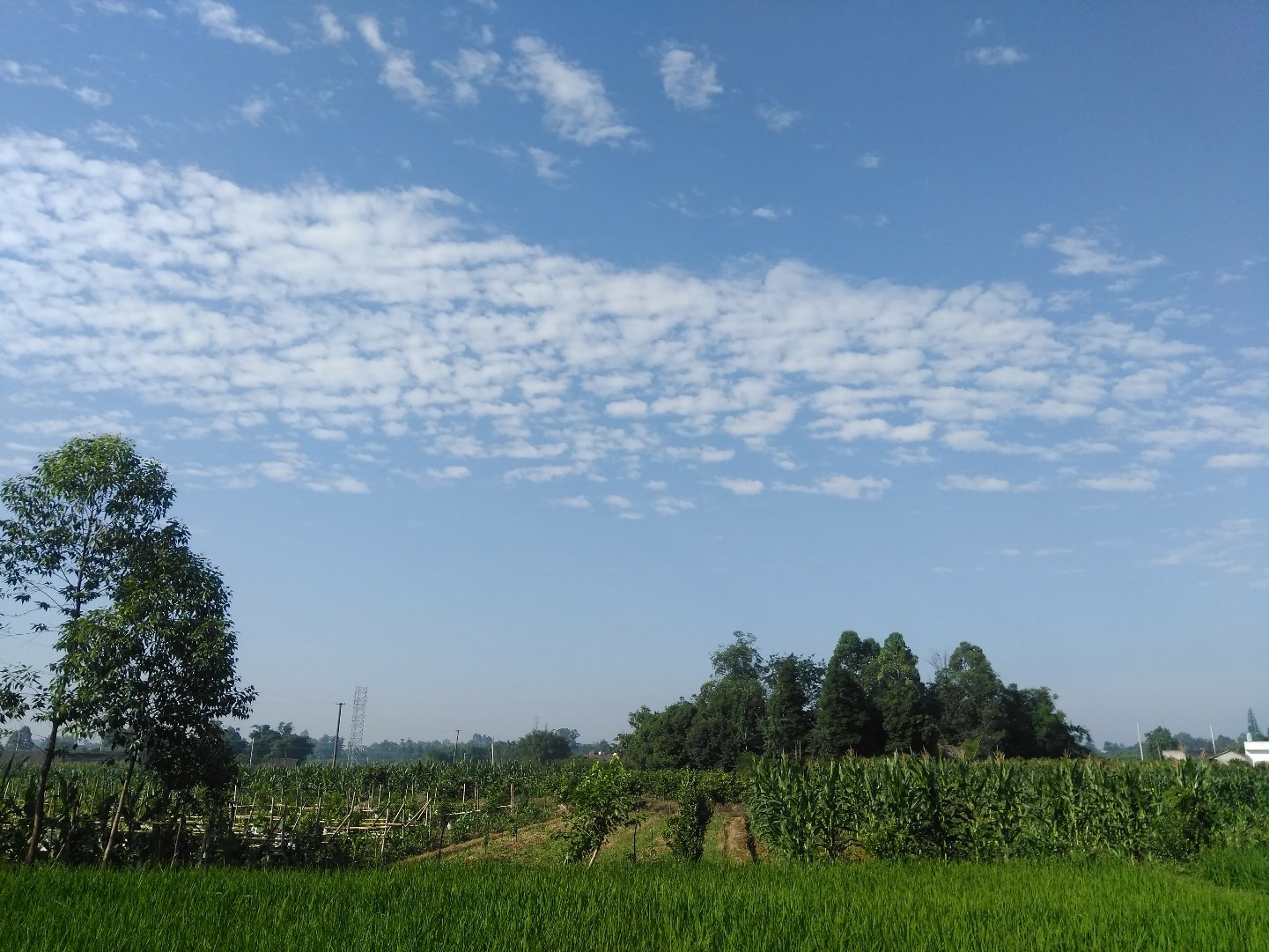 菁盛乡天气预报更新通知