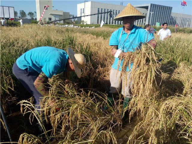 省稻作研究所最新发展规划概览