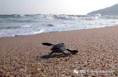 惠东县港口海龟湾自然保护区最新动态报道